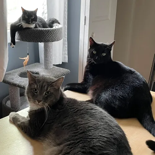 My cats in my office and appearing to have a meeting and looking at me like I've interrupted something important.