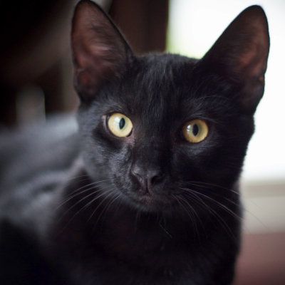 headshot of my black cat